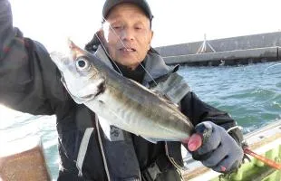 出たッ！33.5cm!!東京湾・LTアジ釣れ過ぎ注意！