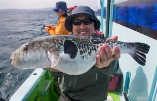 【Ｘデー！？】東京湾のトラフグ、 今期も大型がヒット！ 神奈川県金沢八景『野毛屋釣船店』