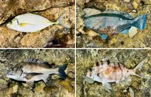 【下田市須崎】春の厳しいコンディションの中で釣れた魚は？出るか磯マダイ⁉