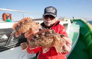 東京湾のカサゴ、厳寒期でも快調！