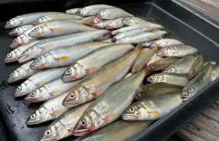 コアユ釣り★爆釣エサレシピ公開【琵琶湖】