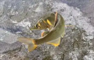 山梨県桂川解禁！強烈アタック！ギンギン追星鮎の入れ掛かりでスタートだ！