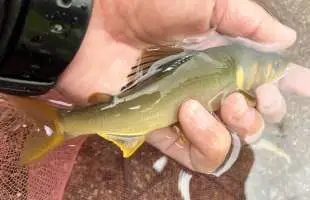 【山梨県道志川も鮎解禁】風薫る新緑の清流は良型個体で溢れていた！