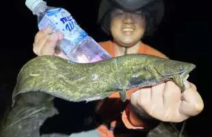 ウナギと最高級ナマズをペットボトルで狙ってみた【琵琶湖】