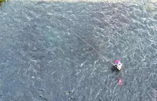 【天然遡上の一級河川】2桁釣果も期待できるぞ 相模川！