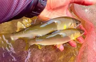 未知の小河川で【ツルッ！キラッ！デカッ！】新潟県上越にて天然海産アユと出会う！ 