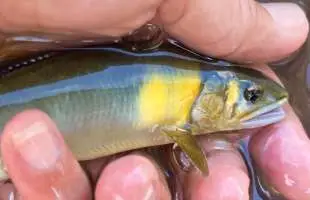 【圧巻】鮎釣り師の心を満たす滋賀県安曇川！どこもかしこもアユ！アユ！アユ！