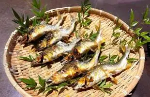 【京都美山川】かやぶきの里の清流に棲む〝大鮎〟は引きも味も極上！