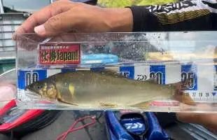 【鮎王国】高知県！大型舞う安田川で合宿だ！