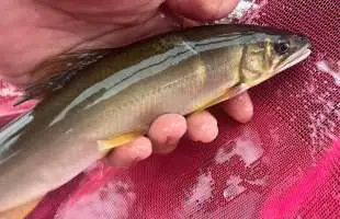 【群馬県利根川】大鮎一発狙いで暴れ〝坂東鮎〟に挑む！