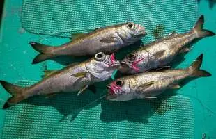 【高級魚リレープラン】クロムツ＆オニカサゴを狙え！千葉県江見太夫崎港『渡辺丸』