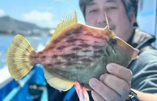 【勝山沖カワハギ】“ムズ面白い”魅力炸裂！千葉県内房勝山港『宝生丸』