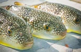 「美味すぎる」「最高のごちそう」大原沖のカットウフグ釣りが絶好調！千葉県大原港『長福丸』