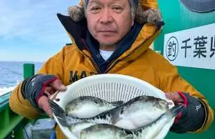 こんなに釣れるの！？　東京湾トラフグ、早くも好釣！千葉県 浦安『船宿 吉野屋』