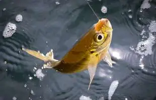 手軽に美味しい金アジが狙える　東京湾ライトアジ！大物の釣果もアリ！神奈川県川崎市『つり幸』