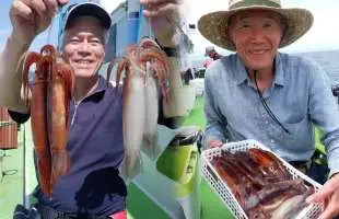 【当たり年！？】面白くて美味しい！小田原南～真鶴沖のスルメイカ絶好調！神奈川県小田原早川港『平安丸』