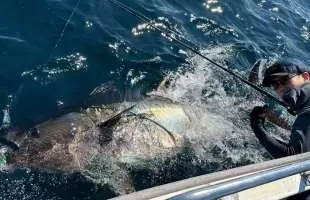 クロマグロ出たっ！およそ100分に及ぶ激闘をとくとご覧あれ