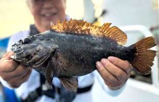 とにかく面白い、日立久慈沖のムラソイ好釣！茨城県日立久慈港『大貫丸』
