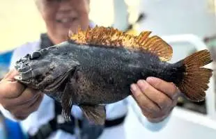 とにかく面白い、日立久慈沖のムラソイ好釣！茨城県日立久慈港『大貫丸』