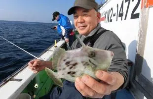 神奈川県・長井沖、今釣るから面白い！春のショートカワハギ