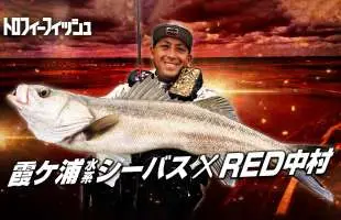 〝霞ケ浦水系シーバス〟が熱い！プロが本気で狙ったらどのくらい釣れるのか？