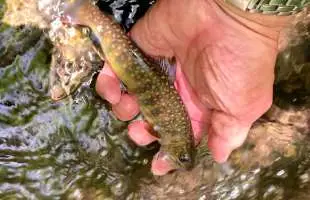 喜寿のフライマン、ファールドリーダーで〝一里一匹〟の夏山女魚を釣る
