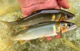 これぞ私の夏休み！これぞ土佐の夏！これぞ鮎おどる清流！ ＜高知県奈半利川水系＆安田川＞