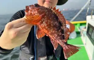東京湾・カサゴのお手軽“時短”乗合、 釣果も味覚も大満足！神奈川県金沢八景『新修丸』