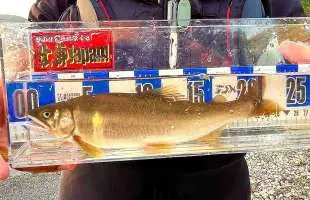 【友釣り】秋の大運動会！根尾川のデカ鮎との引き合いはガチンコ勝負！