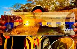 【坂東鮎】凶暴につき注意！大鮎河川利根川で夢の〝尺アユ〟を追う！