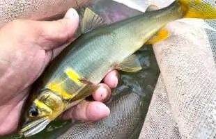 鮎釣り終盤！秋深まる箒川で〝真逆戦法〟が大当たり！？