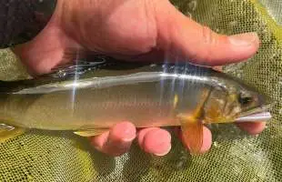 野鮎確保で状況一変！シーズン終盤の那珂川でミラクル展開！