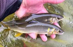 【鮎納竿！】2025年シーズン最終釣行！未知の支流蛇尾川で最高な締めくくり！