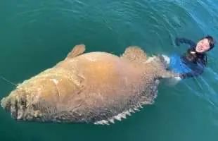 本当に出た！推定500ポンド！フロリダでモンスター級巨大魚と壮絶な戦い！