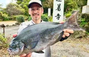 【中型オナガ連発】東伊豆の地磯で1日通して〝楽しい引き〟を堪能