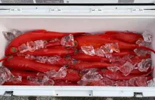 その旨さ反則級！真っ赤な高級魚キンメダイで至極の一品！ 