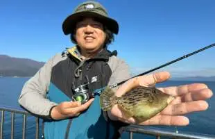 初めての無料釣り場にて、堤防直下のカワハギは釣れるのか？【若狭湾】
