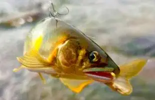 【ゆく鮎くる鮎】いろいろなフィールドに行ったな～！2025年過ぎし鮎シーズンを自分なりに総括！