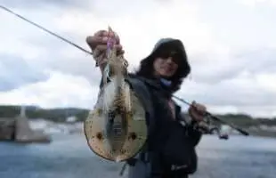 川上英佑〝神掛かり〟エギローテーションでアオリイカ連発！