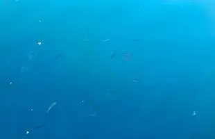 【大型高級魚が足下にウヨウヨ】和歌山県串本の天然水族館でライトゲームを堪能！どこを見ても魚、魚、魚！