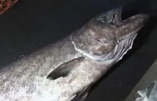 常識のその先へ！深海の巨大魚バラムツ釣りの新天地・東京湾