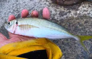 喜寿アングラー、玄海灘の離島でアジを相手に0号の磯竿を試す。