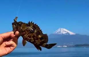 絶景！富士見釣り！春目前の沼津でライトゲーム！