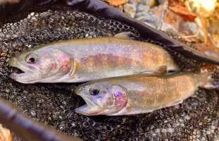 春待ちの神流川攻略記。キーワードは「深場・ヘチ・シンキングミノー」