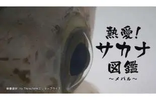 「求愛活動」「上下関係」「尿の研究」〝メバル好き〟に刺さる偏愛番組を強くおすすめしたい！