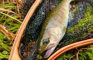 派手ルアーにダウン？！神奈川県中津川で放流ヤマメを攻略だ！