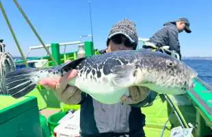 【超高級魚】東京湾トラフグ釣り最前線、春のXデーを狙う！千葉県浦安『船宿 吉野屋』