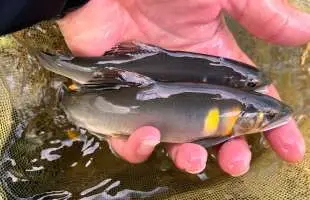 関東屈指の人気河川、今年もポテンシャル健在！葛野川は眩しき黄金纏う鮎で煌めく！