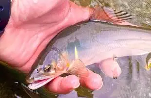 糸魚川の大自然に育まれる〝姫川鮎〟の秘めたるパワーが炸裂！
