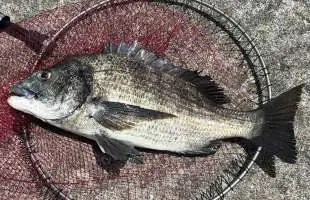 【実釣レポート】鹿児島県錦江湾で2日間チヌ釣りを満喫